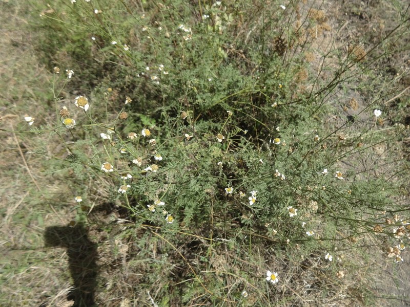 Tanacetum leptophyllum photo 8
