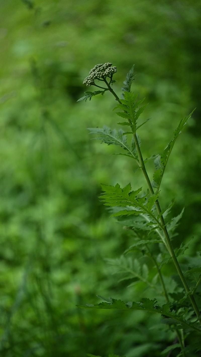 Tanacetum macrophyllum