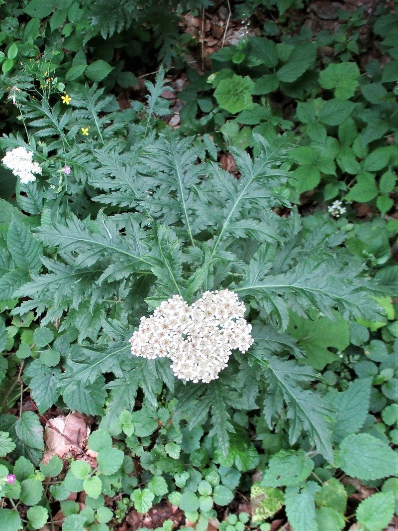 Tanacetum macrophyllum photo 2