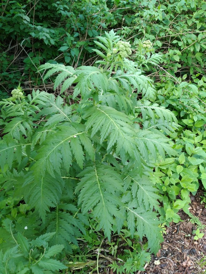Tanacetum macrophyllum photo 3