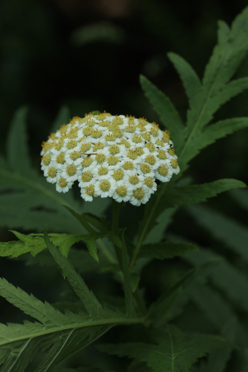 Tanacetum macrophyllum photo 4