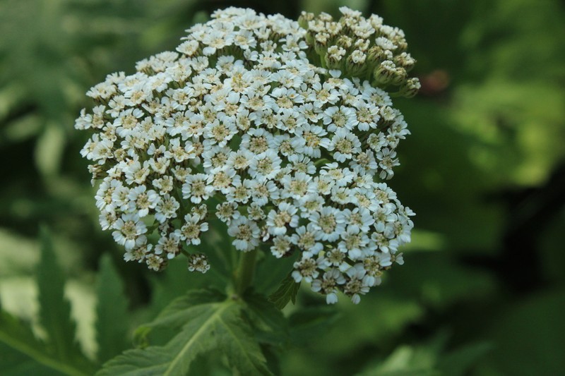 Tanacetum macrophyllum photo 5