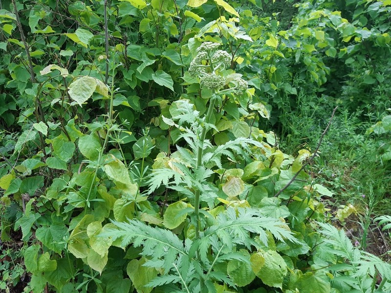 Tanacetum macrophyllum photo 6
