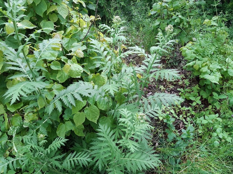 Tanacetum macrophyllum photo 7
