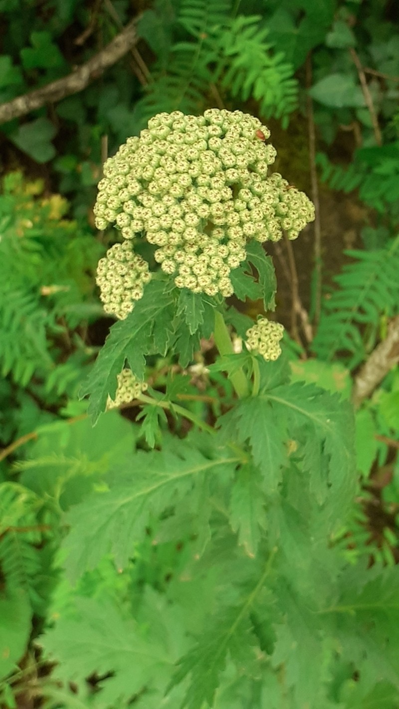 Tanacetum macrophyllum photo 8