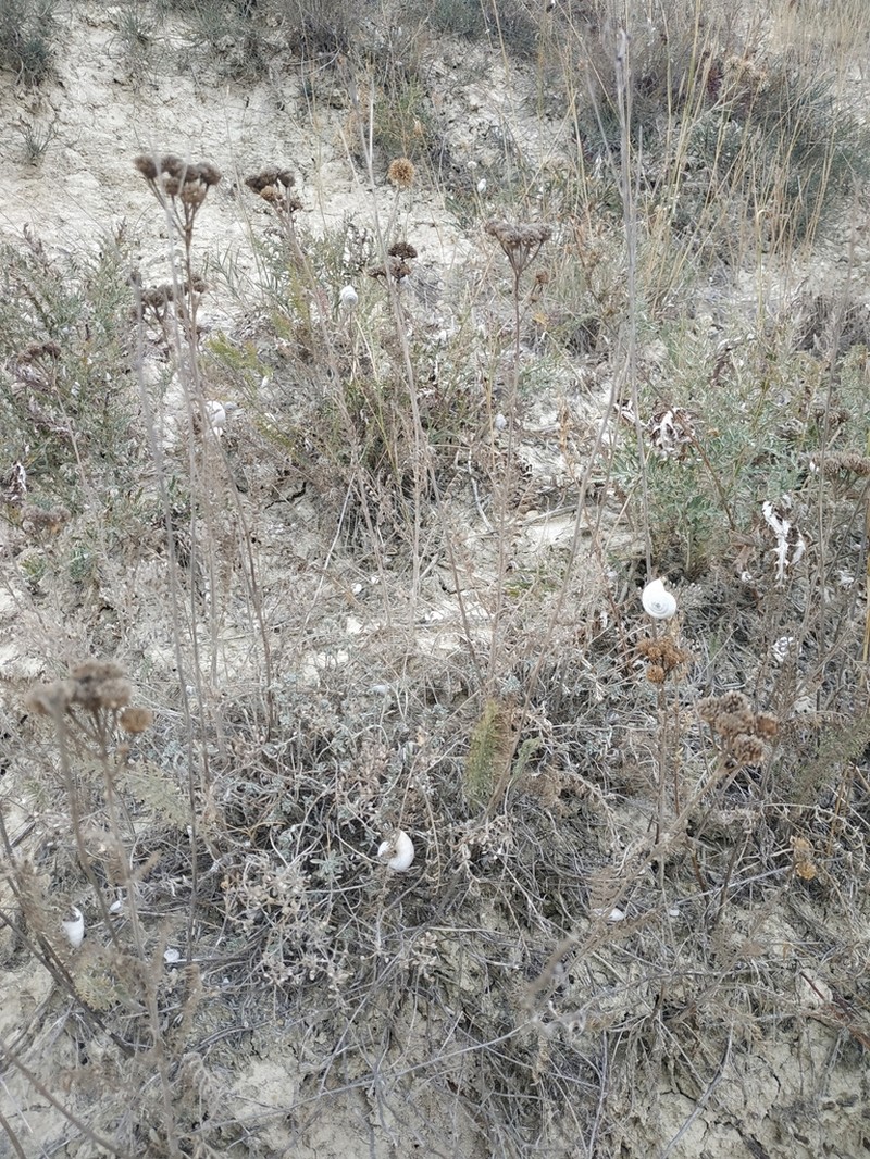 Tanacetum millefolium photo 2
