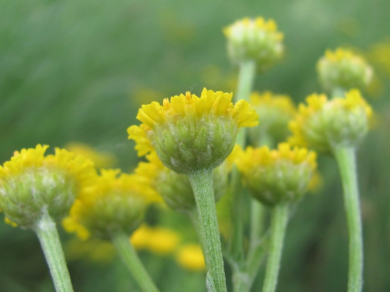 Tanacetum millefolium photo 3