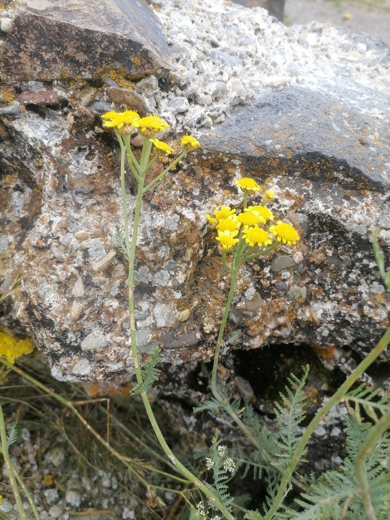 Tanacetum millefolium photo 4