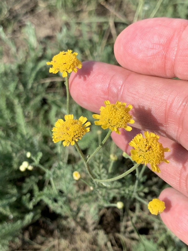 Tanacetum millefolium photo 5