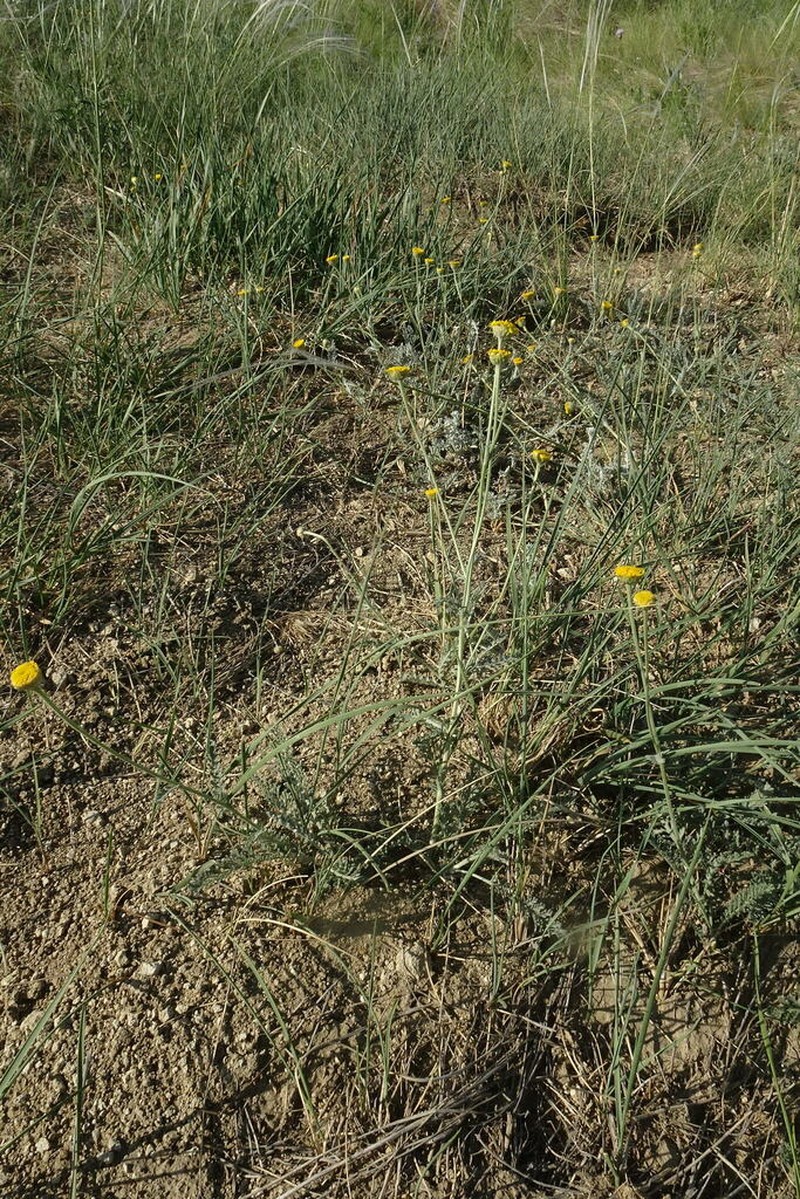 Tanacetum millefolium photo 6
