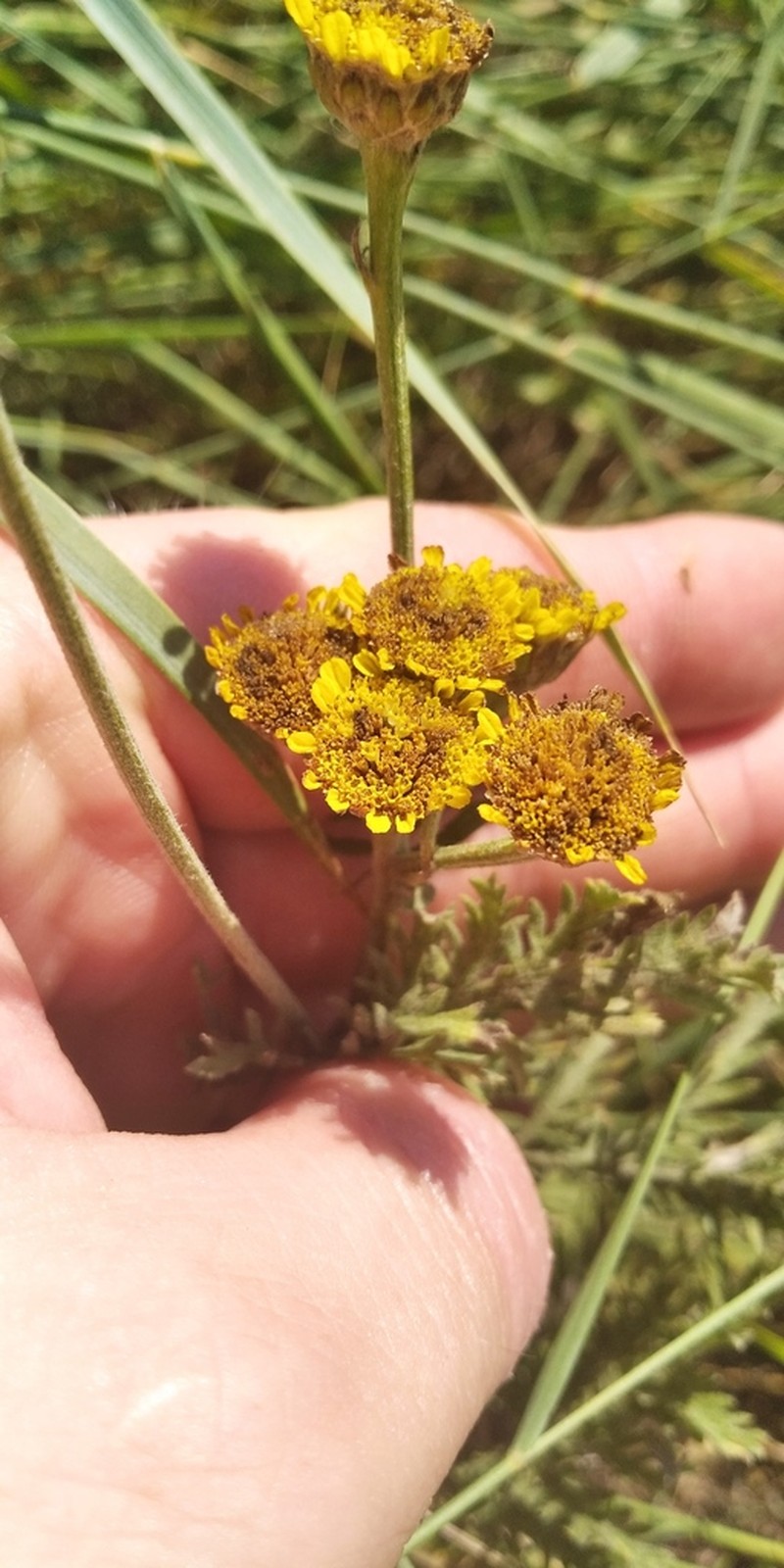Tanacetum millefolium photo 7