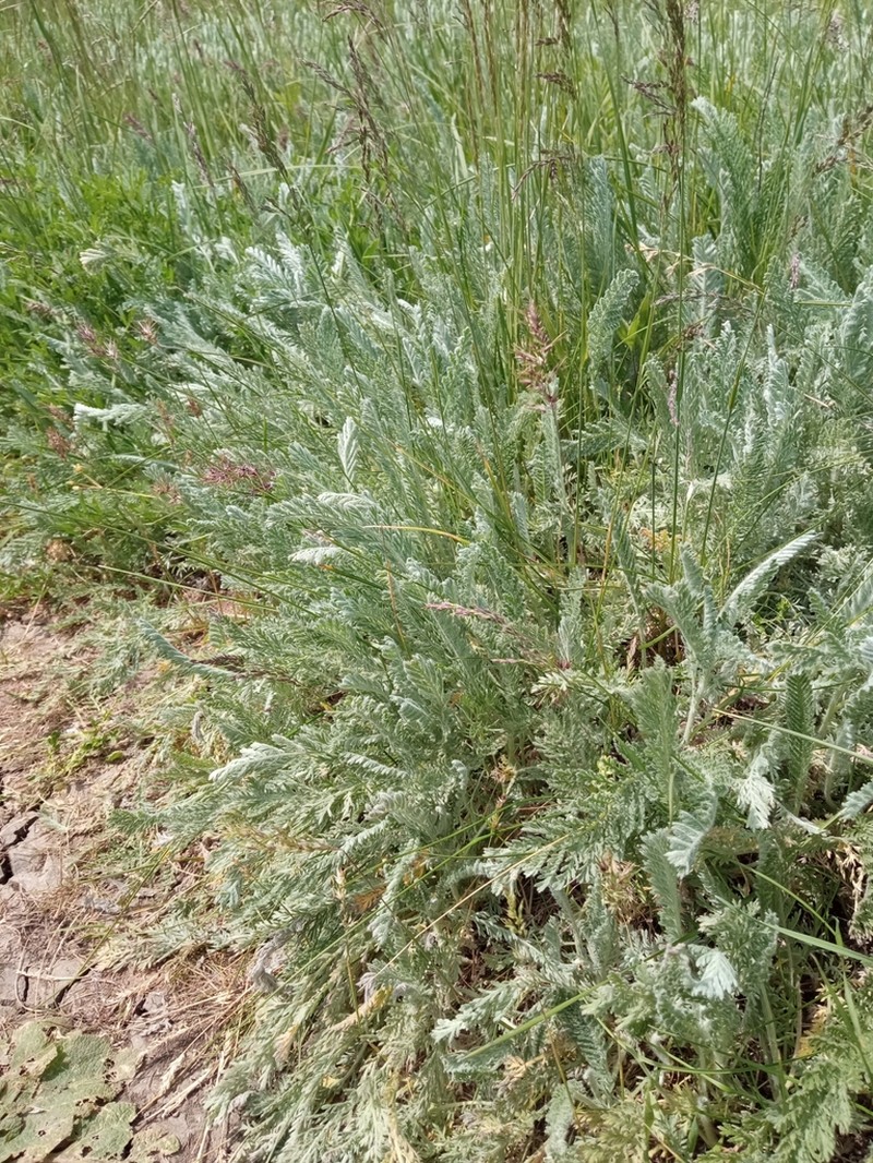 Tanacetum millefolium photo 8