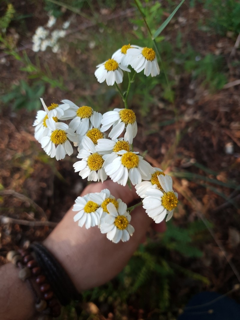 Tanacetum mucronulatum