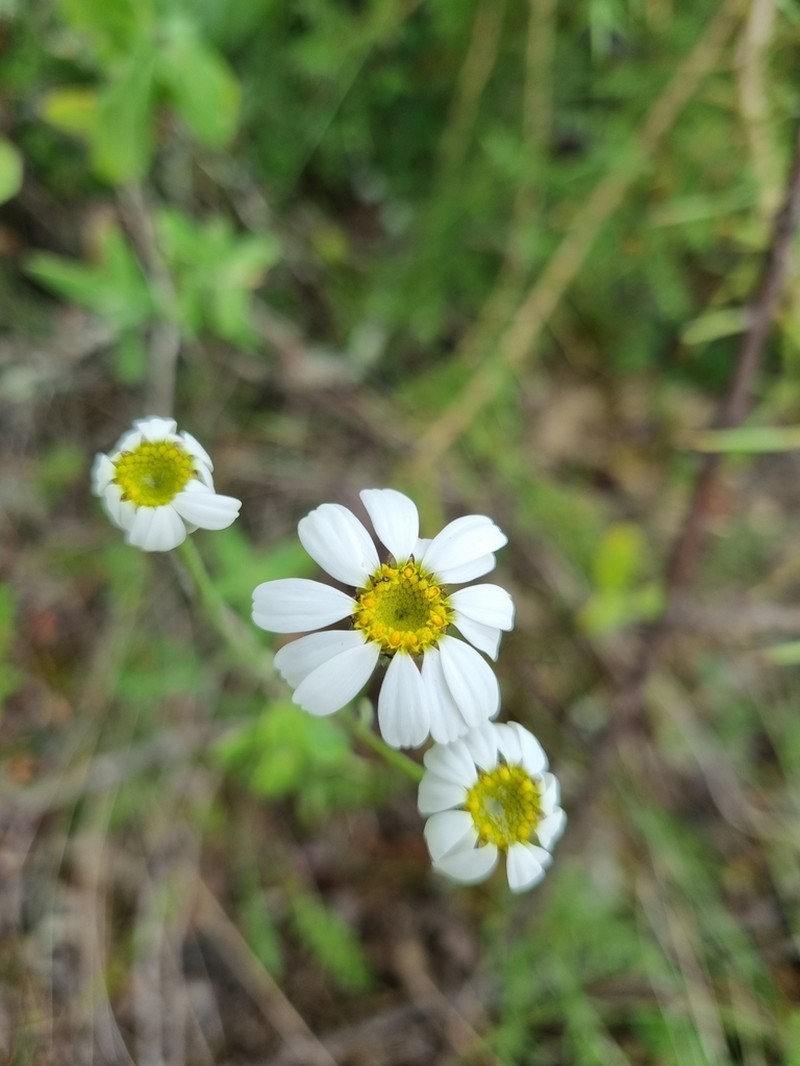 Tanacetum mucronulatum photo 2