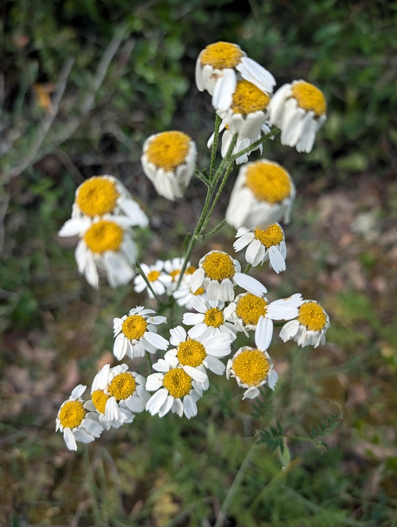 Tanacetum mucronulatum photo 3