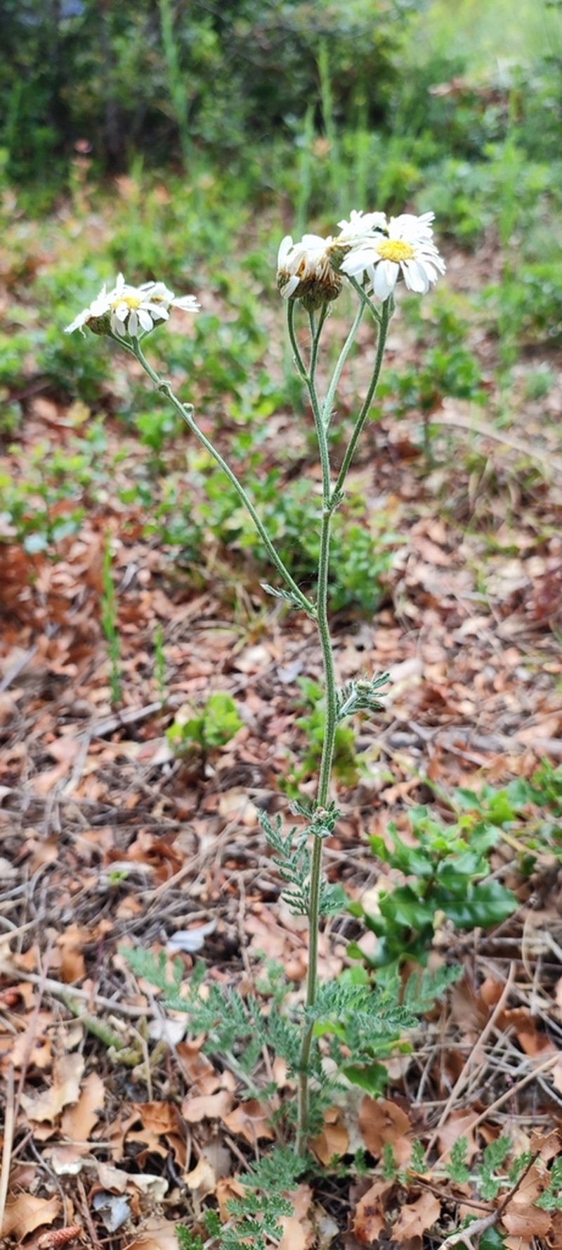 Tanacetum mucronulatum photo 4