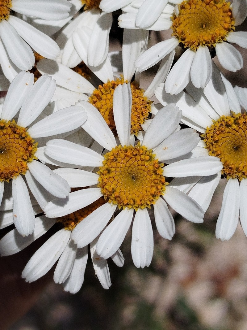 Tanacetum mucronulatum photo 5