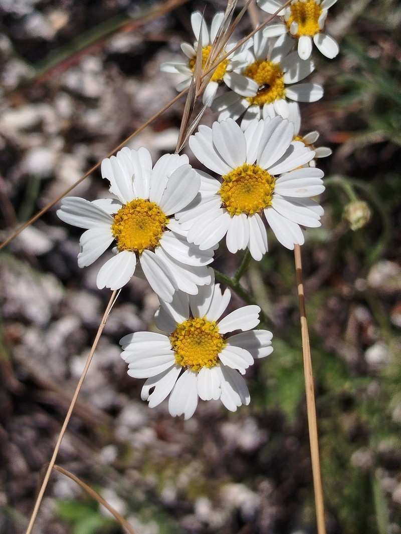 Tanacetum mucronulatum photo 6