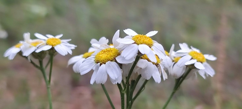 Tanacetum mucronulatum photo 7