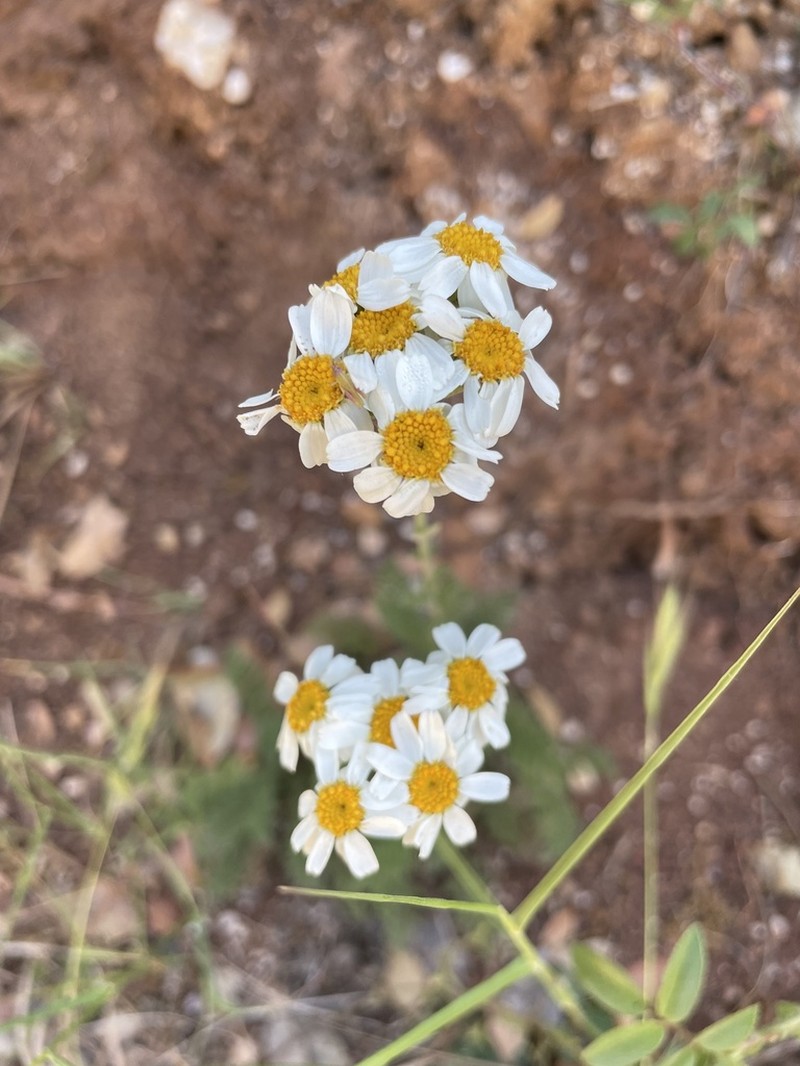 Tanacetum mucronulatum photo 8