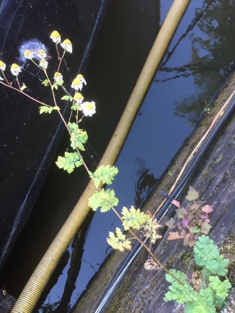 Tanacetum niveum photo 2