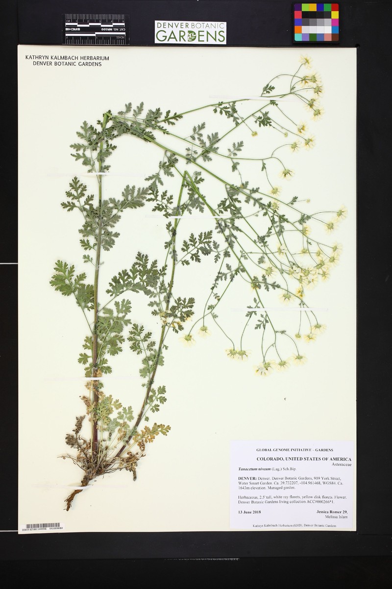 Tanacetum niveum photo 3