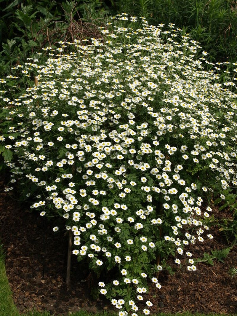 Tanacetum niveum photo 4