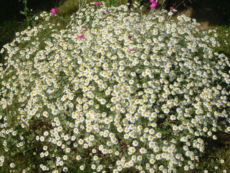 Tanacetum niveum