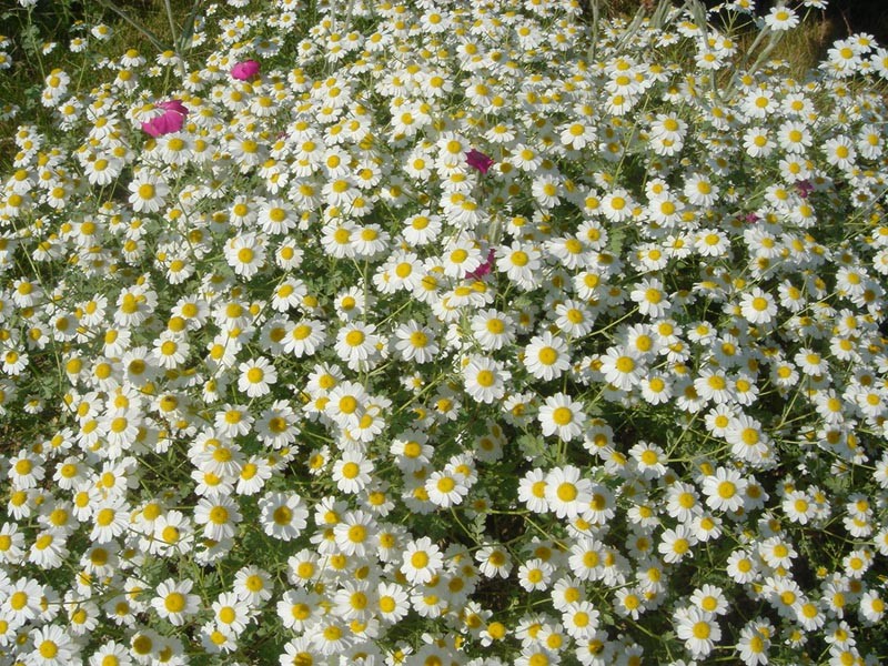 Tanacetum niveum photo 5