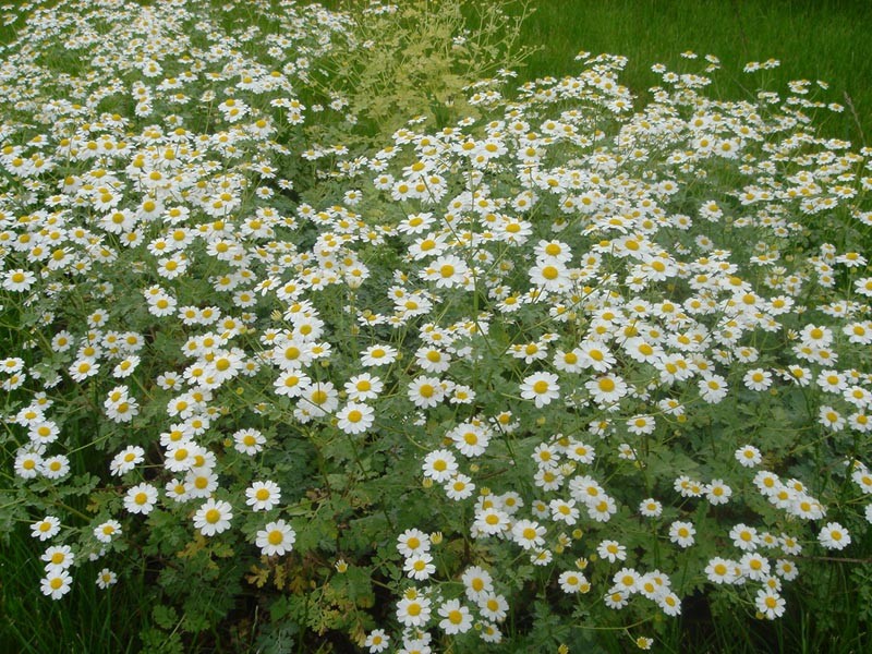Tanacetum niveum photo 6
