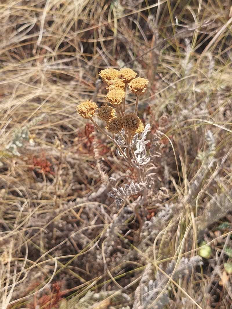 Tanacetum odessanum