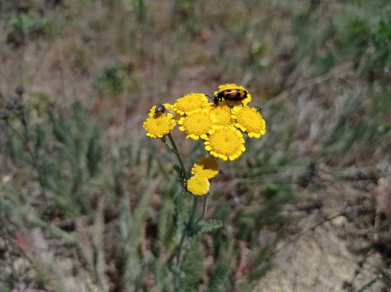Tanacetum odessanum photo 2