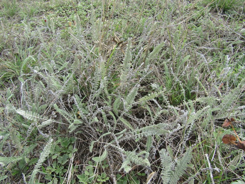 Tanacetum odessanum photo 3