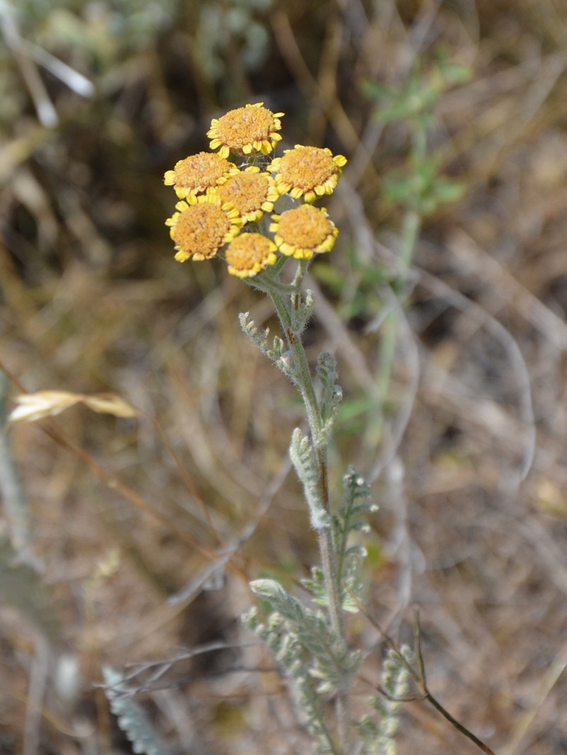 Tanacetum odessanum photo 4