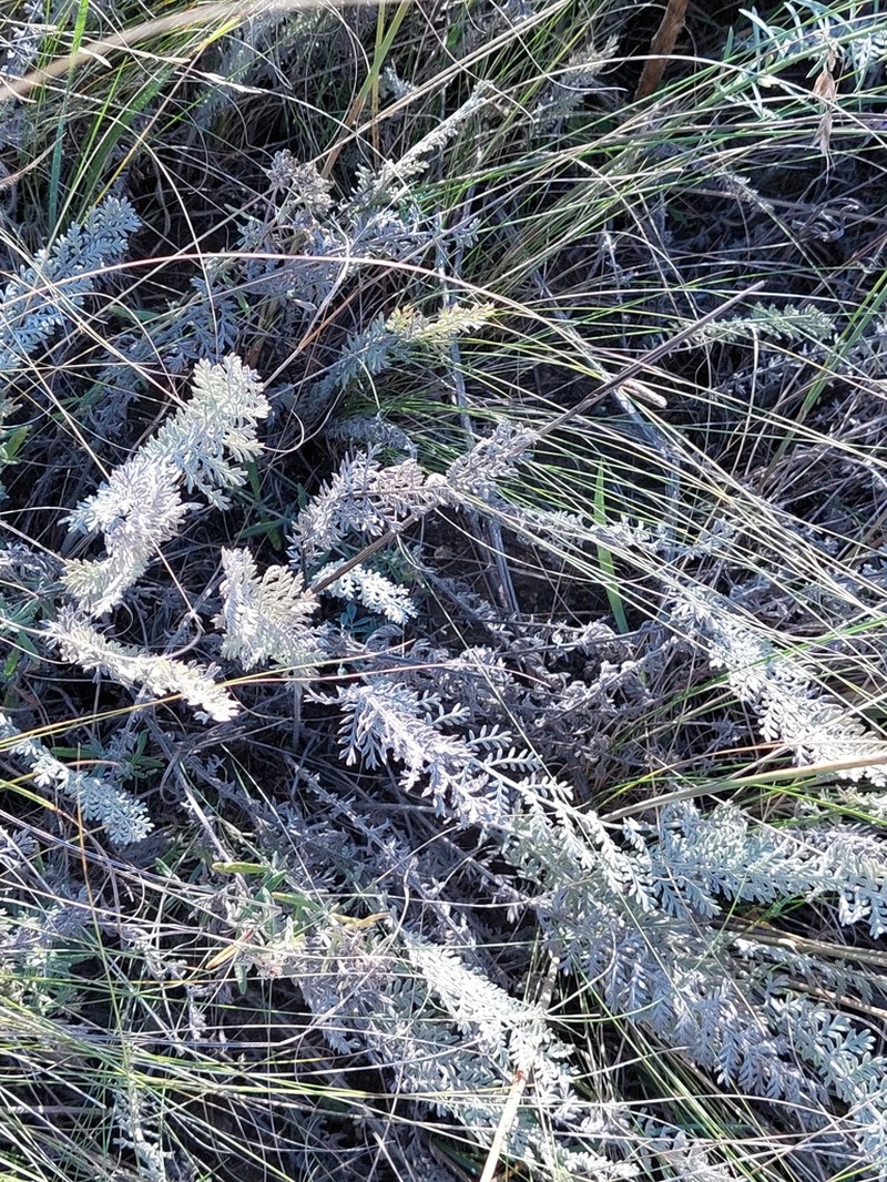 Tanacetum odessanum photo 5