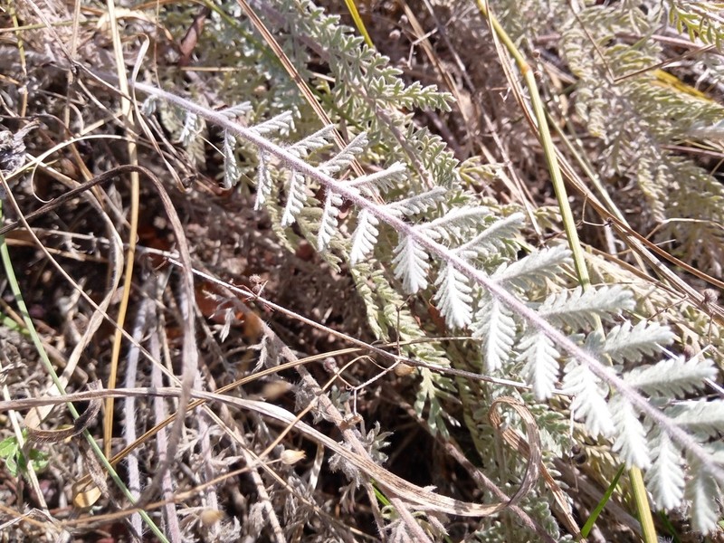 Tanacetum odessanum photo 6