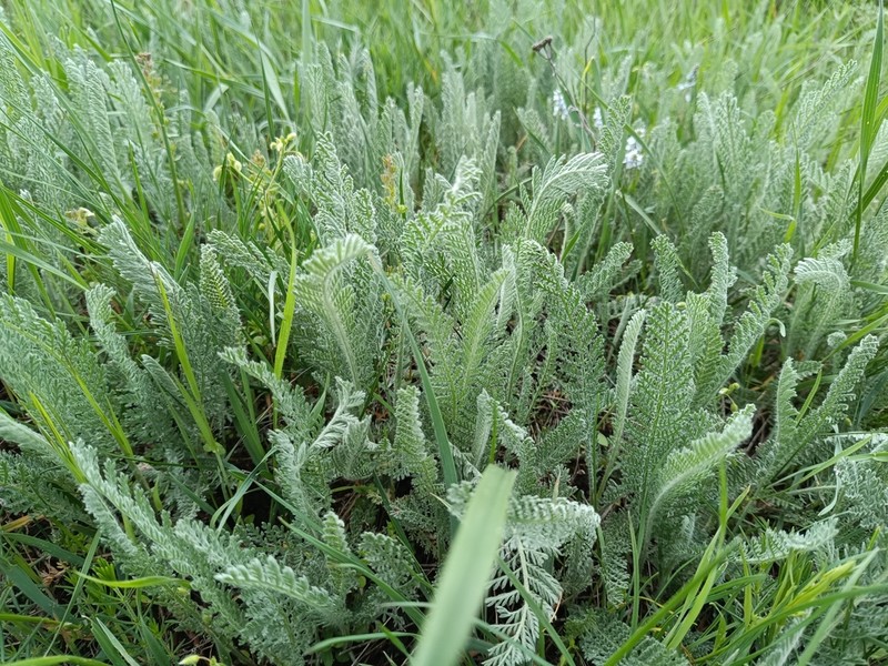 Tanacetum odessanum photo 7