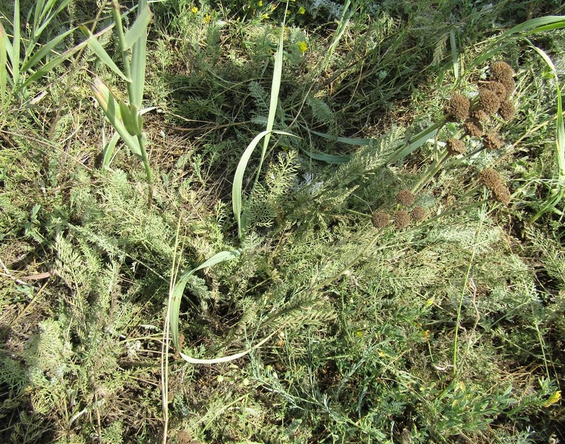 Tanacetum odessanum photo 8