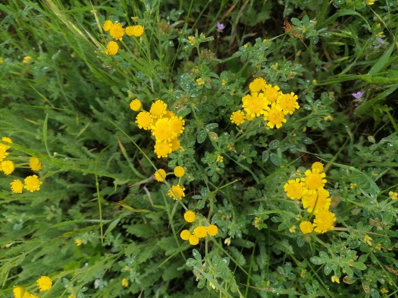 Tanacetum paczoskii photo 3