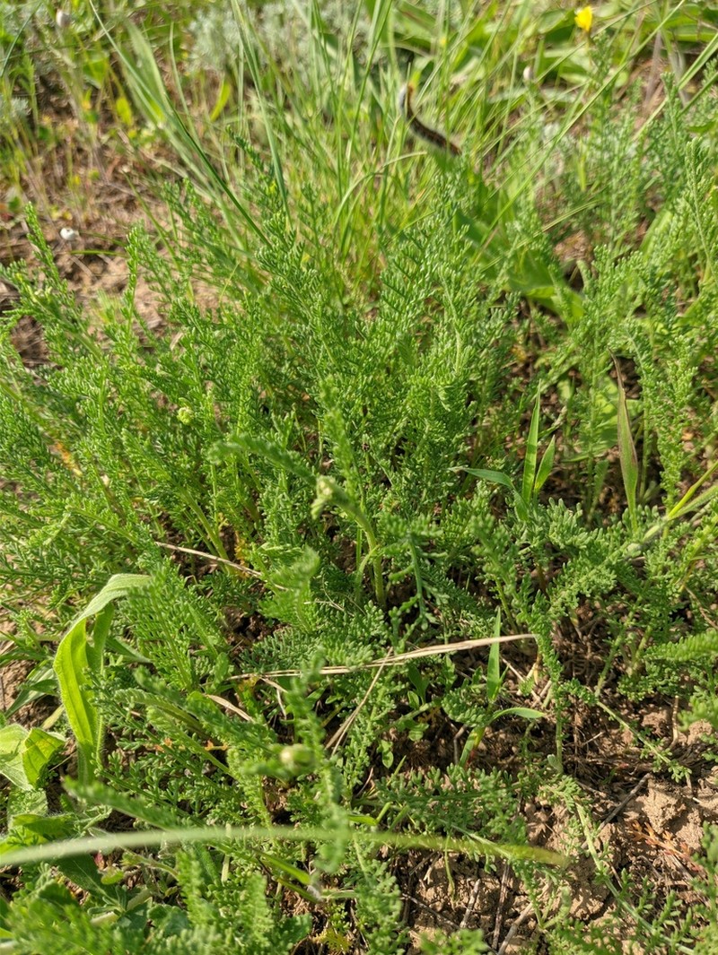 Tanacetum paczoskii photo 4