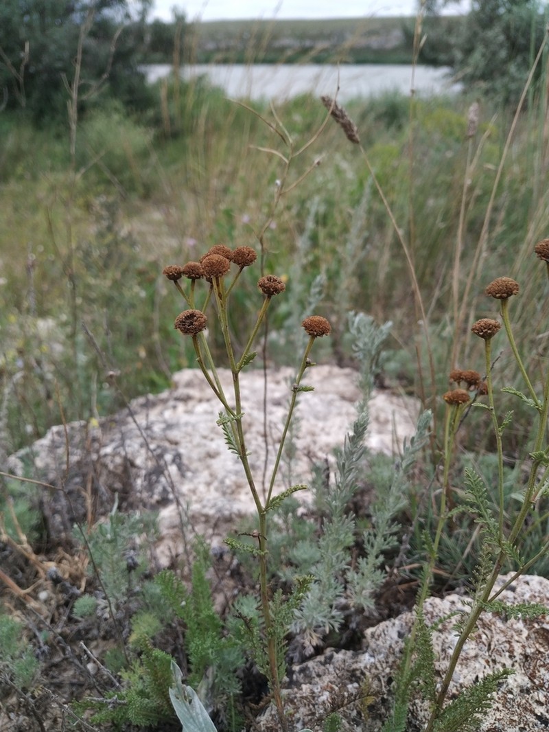 Tanacetum paczoskii photo 5