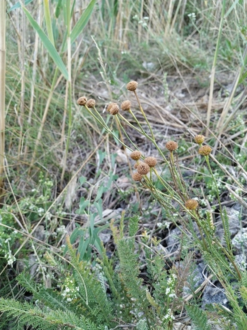 Tanacetum paczoskii photo 8
