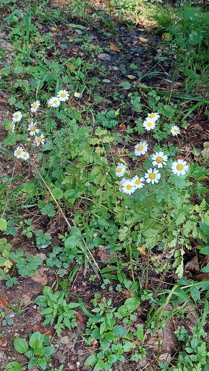 Tanacetum partheniifolium