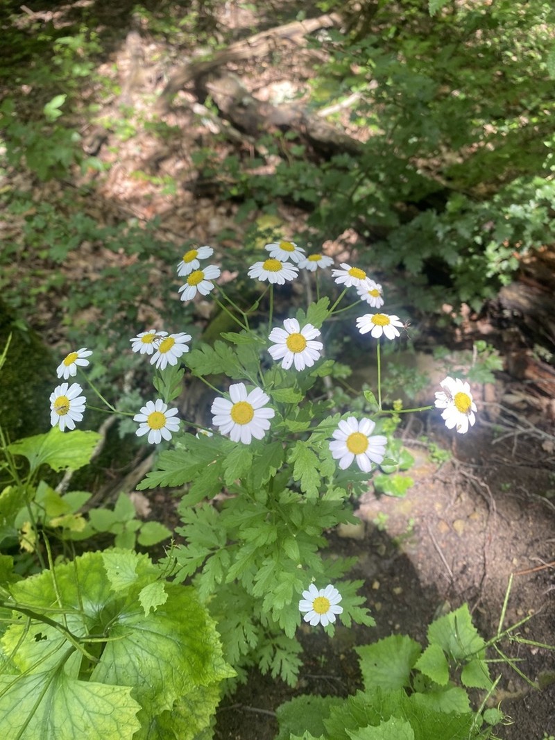Tanacetum partheniifolium photo 2