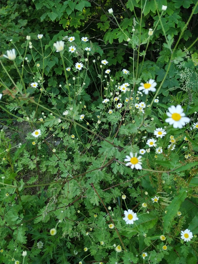 Tanacetum partheniifolium photo 3