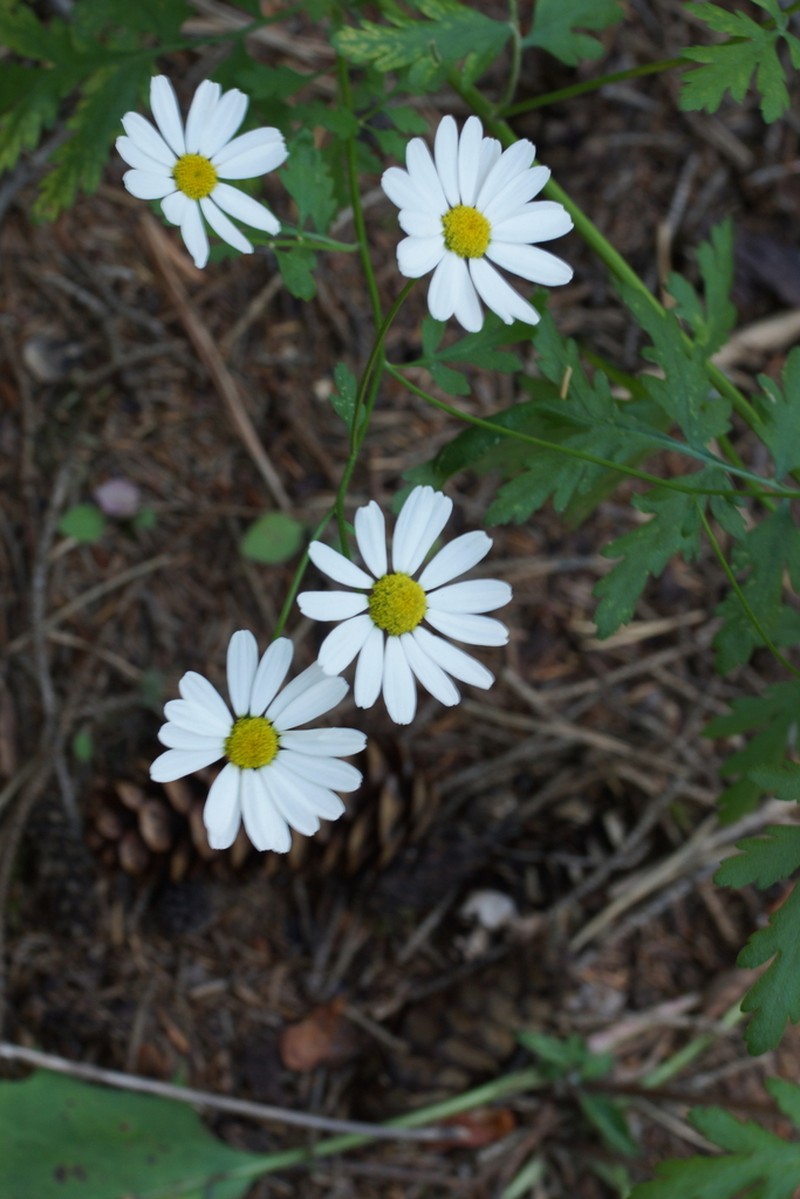 Tanacetum partheniifolium photo 4