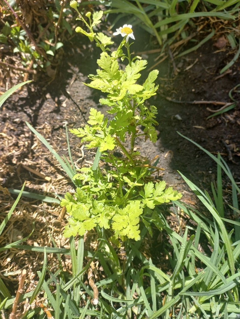 Tanacetum partheniifolium photo 5