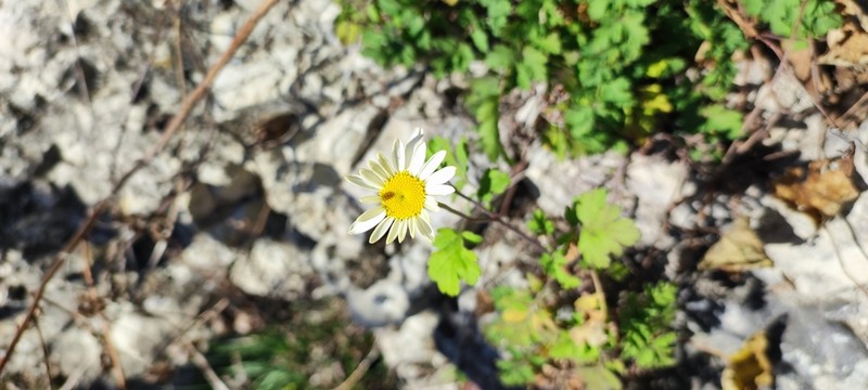 Tanacetum partheniifolium photo 6