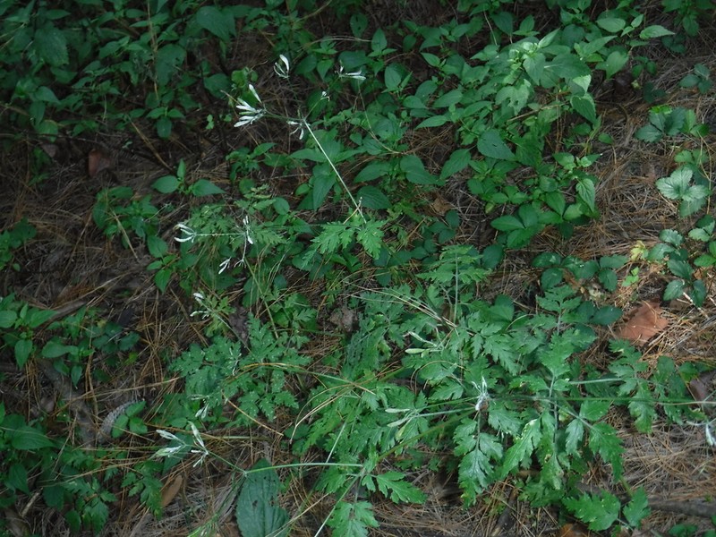 Tanacetum partheniifolium photo 7