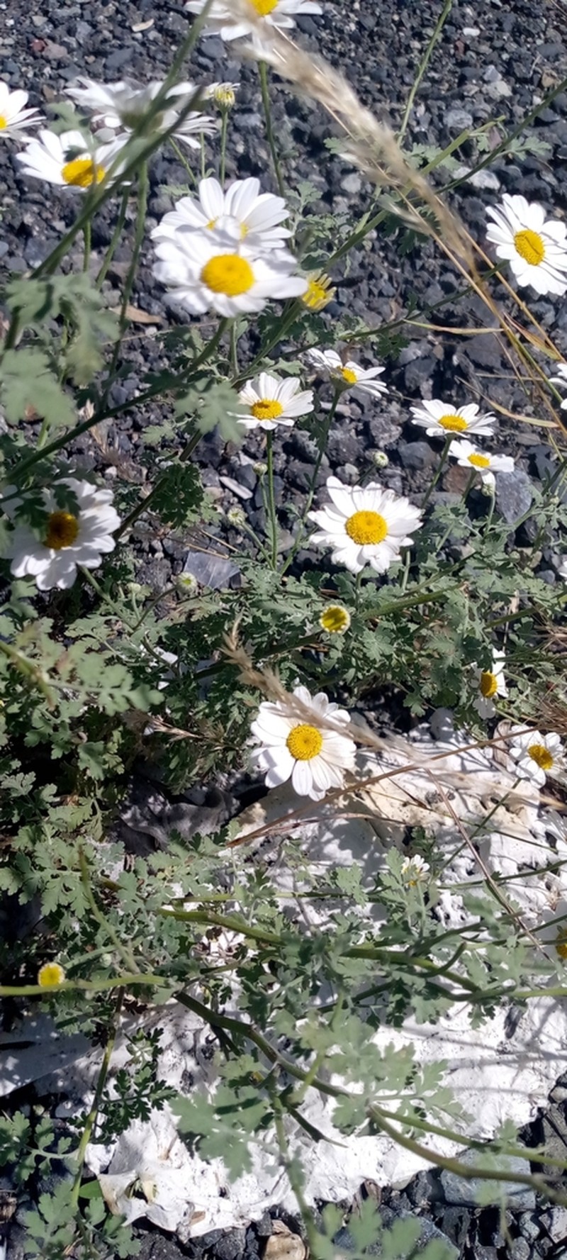 Tanacetum partheniifolium photo 8